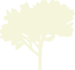 Arbre emblématique du parc